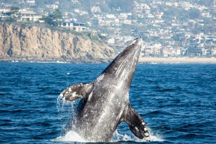 Grey whale breaching off the San Diego coast