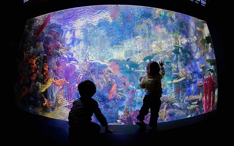birch aquarium san diego