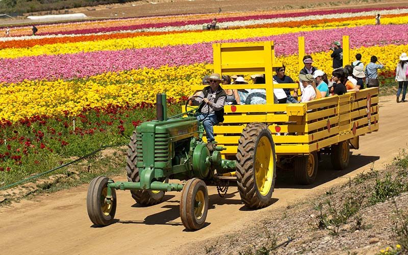 carlsbad flower fields