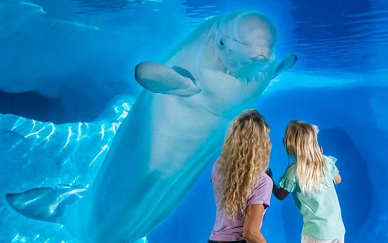 sea world san diego with kids