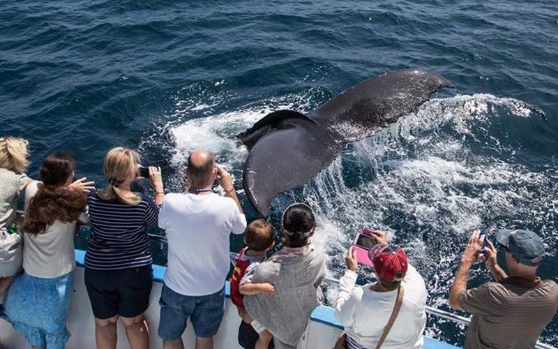 whale watching anniversary idea